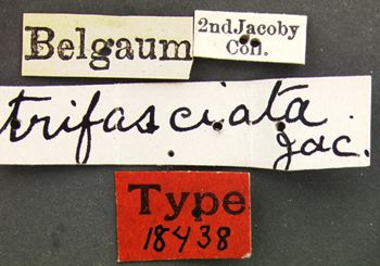 Media type: image; Entomology 18438   Aspect: labels